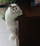 Hanging Cat Home Ornament Figurine